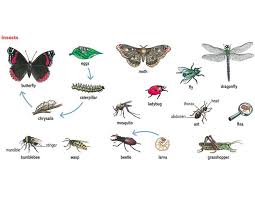 Animals Insect Jpg 685 533 Learn English Learn English Vocabulary Insects
