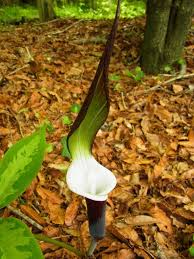 Image result for Arisaema