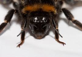 Image result for Bombus terrestris