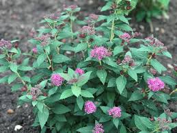 Maybe you would like to learn more about one of these? Spiraea Japonica Double Play Artist Galen Pw Laubgeholze Sortiment Shop Kordes Jungpflanzen