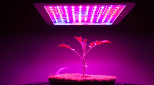 We did not find results for: How To Use A Grow Light To Help Your Plants Grow