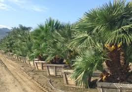 Last minute searching for some trees for our backyard. Moon Valley Nurseries 14225 N 7th St Phoenix Az 85022 Yp Com