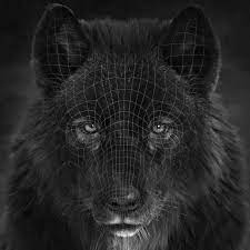 Find the best 4k wolf wallpaper on getwallpapers. Artstation Black Wolf Head Massimo Righi
