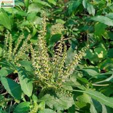 Image result for Ocimum gratissimum