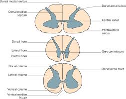 The spinal cord is part of the central nervous system (cns). 15 The Structure Of The Central Nervous System Pocket Dentistry