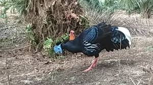 Luar Biasa Mikat Ayam Hutan Merah Dapat Ayam Langka Ayam Sempidan Youtube