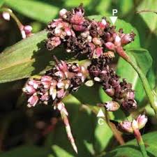 Image result for Oxygonum salicifolium