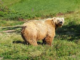 Arosa bärenland das arosa bärenland ist ein erlebnis für gross und klein. Datei Napa Arosa Barenland Jpg Wikipedia