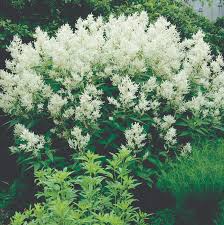Image result for Persicaria