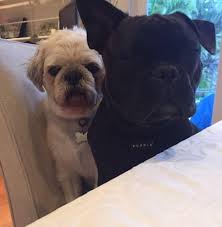 We did not find results for: Pamper My Pooch Home Facebook