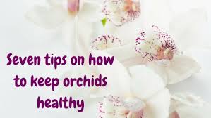 Seven Tips On How To Keep Orchids Beautiful And Healthy