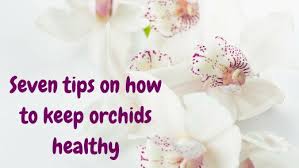 seven tips on how to keep orchids beautiful and healthy