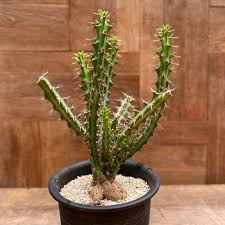 Image result for Euphorbia mlanjeana