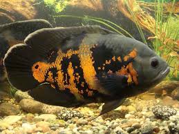 Ikan hias air tawar barbir. 12 Jenis Ikan Hias Air Tawar Yang Mudah Dipelihara Untuk Pemula