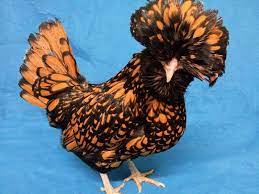 This crest limits their vision, and as a result can affect their temperament. Poland Chickens Breed Information Polish Chicken Polish Chickens Breed Chicken Breeds