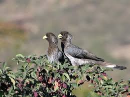 Image result for Ozoroa nigricans