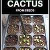 When you start cacti indoors, the conditions are usually more controlled than often unpredictable outdoor weather, so the seeds may germinate more readily. 1