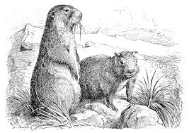Discover all our printable coloring pages for adults, to print or download for free ! Coloring Page Prarie Dogs Free Printable Coloring Pages Img 9765