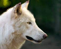 Shy Wolf Sanctuary Online Gift Shop Wolf Love Online Gift Shop Wildlife