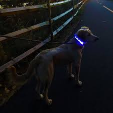 Nautical Led Light Up Dog Collar Rechargeable Flashion Statement