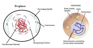 These diagrams clearly explain the functioning of the microscopes along with their respective parts. 33 Diagram And Label A Chromosome In Prophase Labels Database 2020