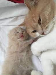 kedi sahiplendirme istanbul home facebook