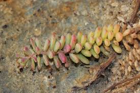 Image result for Suaeda vermiculata