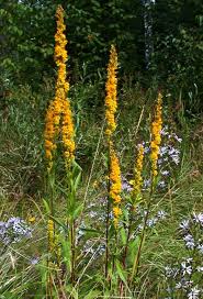 Image result for Solidago