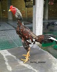 Ayam cemani merupakan ayam berwarna hitam yang dominan keseluruhan badannya. Ayam Jago Kampung Hidup Jantan Size Indukan Shopee Indonesia