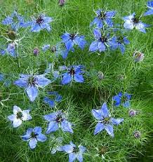 Nigella plant info also recommends succession planting of the love in a mist plant, as flowering time is short for each plant. Love In A Mist Seeds From Alchemy Works Seeds For Magick Herbs And Pagan Gardens