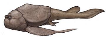 Image result for Osyridicarpos