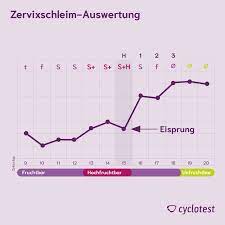 Frauen, die ihre temperatur messen, haben nach dem eisprung eine etwas höhere temperatur, als vor dem eisprung. Zervixschleim Beobachtung Und Auswertung Cyclotest