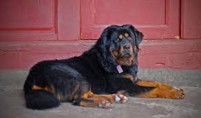 Grundriss Haus Mit Keller Poco Leipzig Tattoo Uhr Vorlage Large Dog Breeds Expensive Dogs Dog Breeds