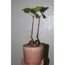 Image result for Ficus tettensis
