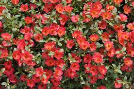 Tante altre curiosità sulla portulaca. Portulaca Portulaca Oleracea Piante Annuali Portulaca Fiore Di Vetro Portulaca Oleracea Annuali