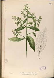 Image result for Blumea