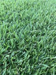 Zoysia planting can also be done in early fall, but make sure to plant at least 60 days before the first fall frost. What Grass Is This The Lawn Forum
