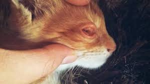 Mengatasi sakit mata kucing sebenarnya ada yang mudah dan ada yang sulit. Wajib Baca 8 Penyakit Mata Pada Kucing Beserta Gambarnya