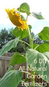 6 Diy All Natural Garden Fertilizers Garden Fertilizer Natural Garden Plants