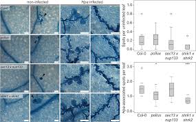 .2021 profile, reviews, marko livaja in football manager 2021, aek, croatia, croatian, superleague, marko livaja fm21 attributes, current ability (ca) profile, reviews, marko livaja in football manager 2021, aek, croatia, croatian, superleague, marko livaja fm21 attributes, current ability (ca). A Set Of Arabidopsis Genes Involved In The Accommodation Of The Downy Mildew Pathogen Hyaloperonospora Arabidopsidis
