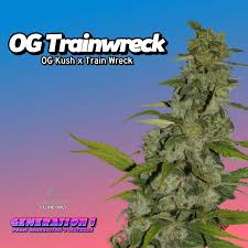 OG Trainwreck Clones – HLVD Tested | Fast-Growing & Potent
