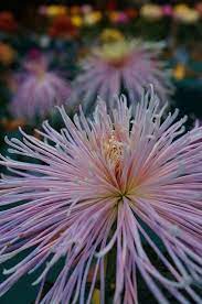 Chrysanthemum Evan S Dream Chrysanthemum Flower Dictionary Beautiful Flowers