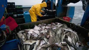 Mercury Levels In Fish Are Rising Despite Reduced Emissions