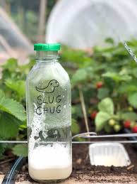 Put about 1/4 cup of sugar into the bottle and then about 3 inch of the sugar/yeast solution. 8 Ways To Get Rid Of Slugs The Art Of Doing Stuff