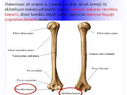 Tibialis posterior'un pulsasyonu malleolus medialis'in arkasında alınır. Ust Ekstremite Kemikleri Ossa Membri Superioris Ppt Indir