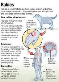 Rabies symptoms can appear after 10 days from the infection, or even after a few months. Does The Rabies Virus Have A Low Chance Of Developing Rabies If Enough Vaccine Induced Antibodies Are Present In The Incubation Period Before It Reaches The Brain Quora