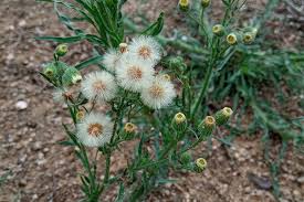 Image result for Erigeron bonariensis