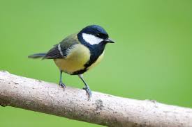 Check zeker ook eens het oude volksverhaal over de duivelschuur ! Leicht Verwechselbar Meisen Lbv Gemeinsam Bayerns Natur Schutzen