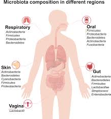 Microbiota in health and diseases | Signal Transduction and ...