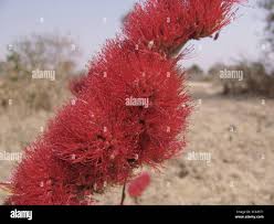 Image result for Combretum platypetalum